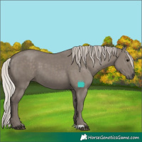 Horse Color:Silver Grullo