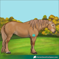 Horse Color:Gray Red Dun