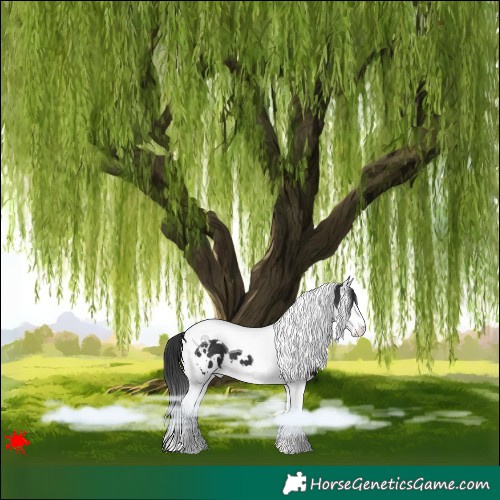 Horse Color:White Spotted Black Splash Tobiano