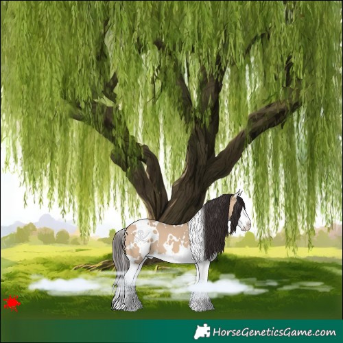 Horse Color:White Spotted Bay Dun Splash 