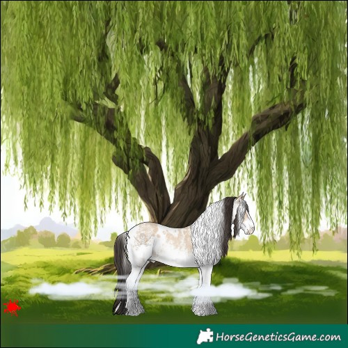 Horse Color:White Spotted Bay Dun 