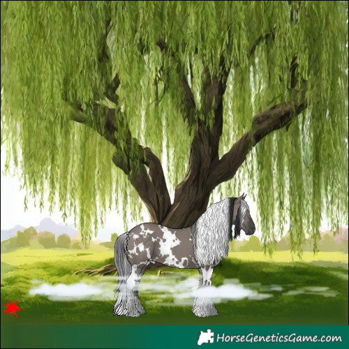 Horse Color:White Spotted Grullo 