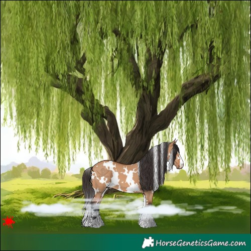 Horse Color:White Spotted Bay Dun 