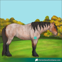 Horse Color:Bay Roan 