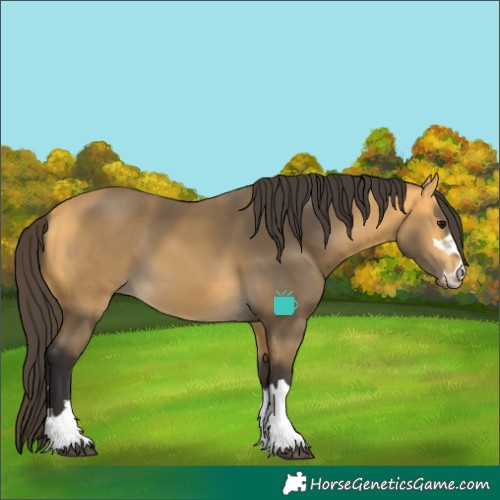 Horse Color:Buckskin 