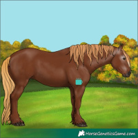 Horse Color:Gray Chestnut 