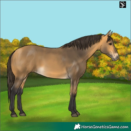 Horse Color:Buckskin 