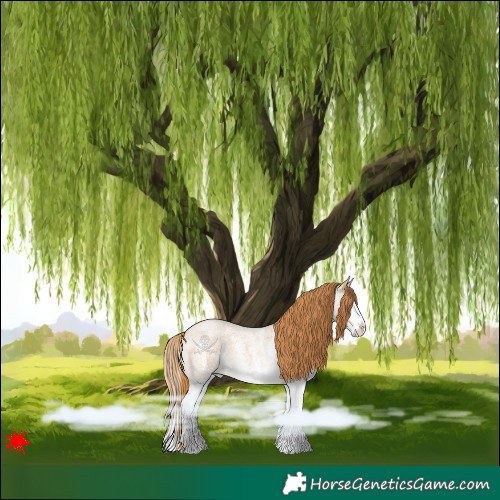 Horse Color:White Spotted Red Roan Splash 