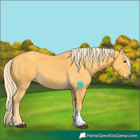 Horse Color:Palomino Tobiano 