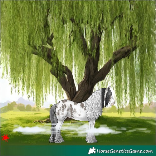 Horse Color:White Spotted Grullo 