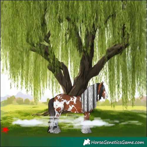 Horse Color:White Spotted Bay Appaloosa 