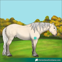 Horse Color:Silver Buckskin Dun