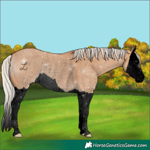 Horse Color:Void Silver Bay Dun Splash Rabicano 
