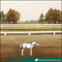 Horse Color:White Spotted Bay Appaloosa 