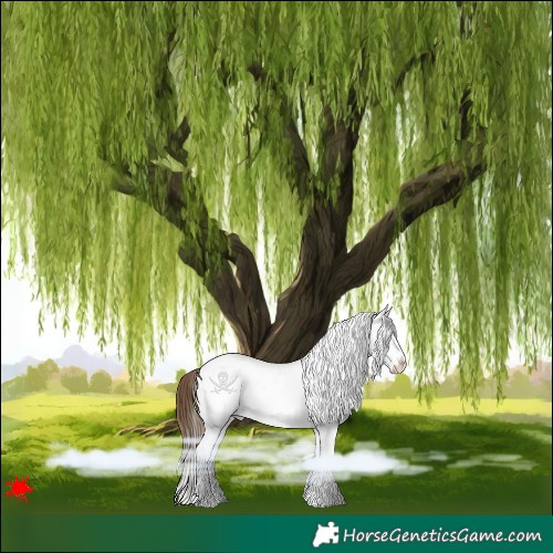 Horse Color:White Spotted Bay Roan Dun Splash Appaloosa 