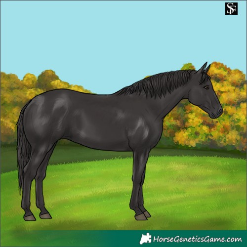 Horse Color:Smoky Black 