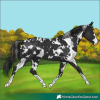 Horse Color:White Spotted Liver Chestnut