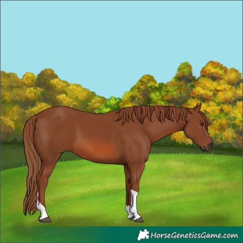 Horse Color:Chestnut Tobiano 