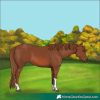 Horse Color:Chestnut Tobiano