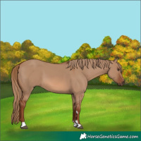 Horse Color:Red Dun 