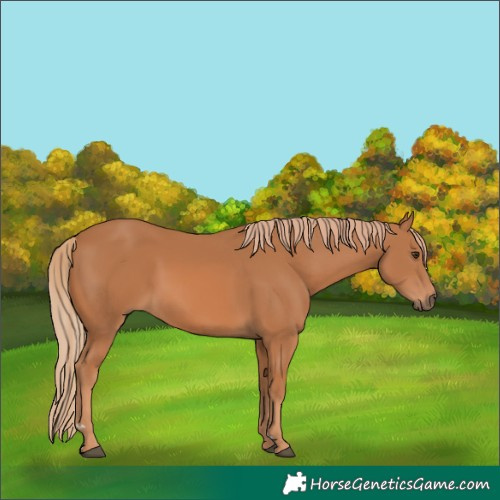 Horse Color:Chestnut 