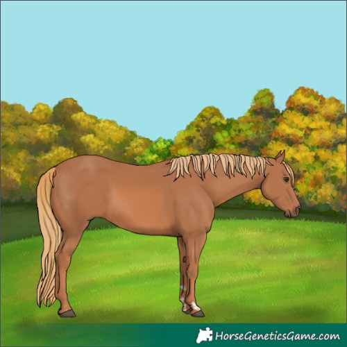 Horse Color:Chestnut 