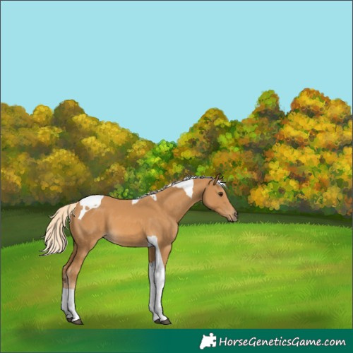 Horse Color:Palomino Tobiano