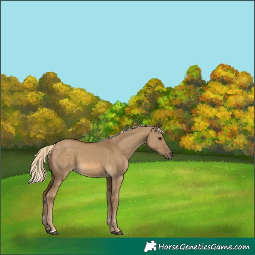 Horse Color:Chocolate Palomino Dun 