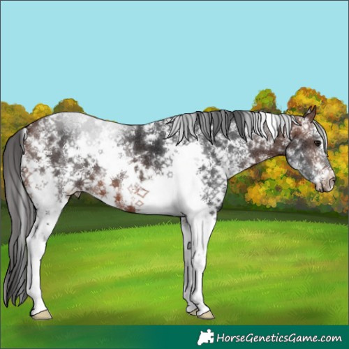 Horse Color:Brown Sabino 