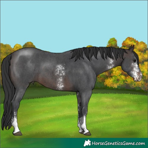 Horse Color:Brown Sabino 