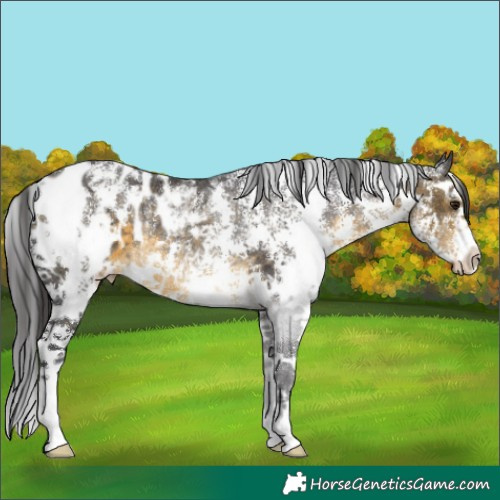Horse Color:Buckskin Sabino Appaloosa Rabicano