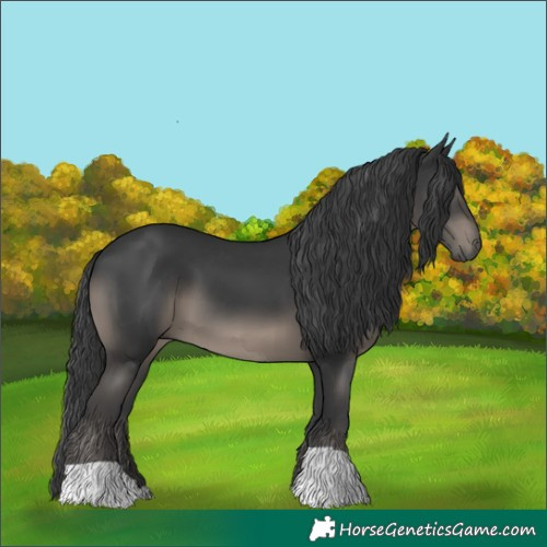 Horse Color:Black 