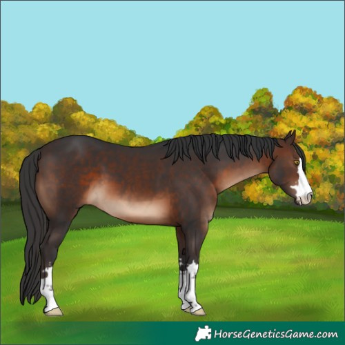Horse Color:Brown 