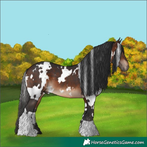 Horse Color:White Spotted Brown 