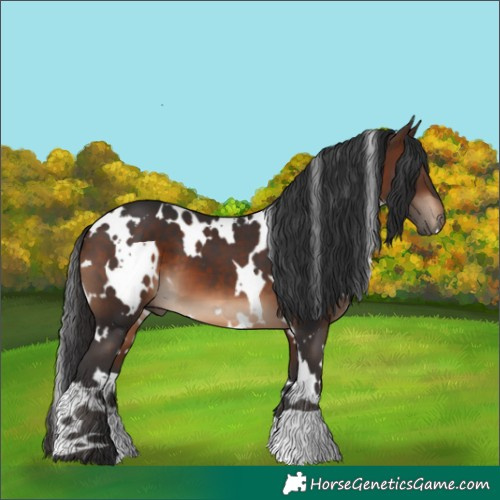 Horse Color:White Spotted Brown 