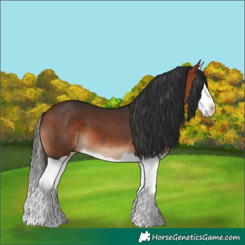 Horse Color:Bay Splash 