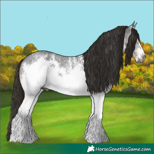 Horse Color:Gray White Spotted Liver Chestnut Sabino