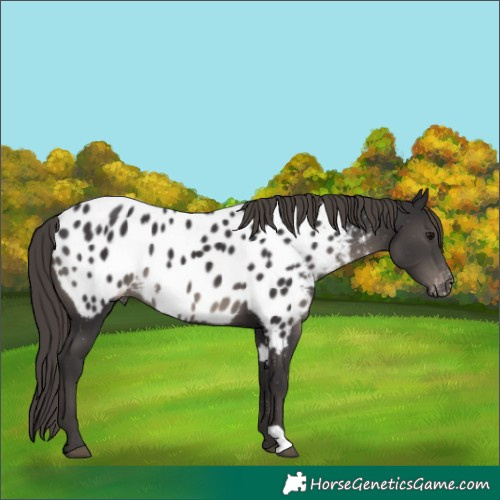 Horse Color:Smoky Black Appaloosa 