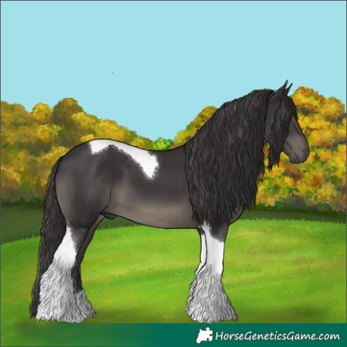 Horse Color:Smoky Black Tobiano