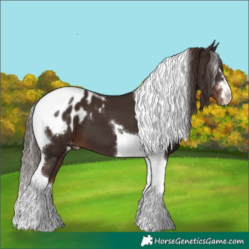 Horse Color:Liver Chestnut Tobiano Appaloosa