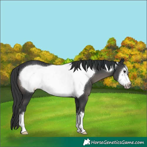 Horse Color:Black Frame 