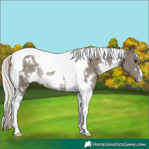 Horse Color:White Spotted Silver Grullo Tobiano Rabicano 