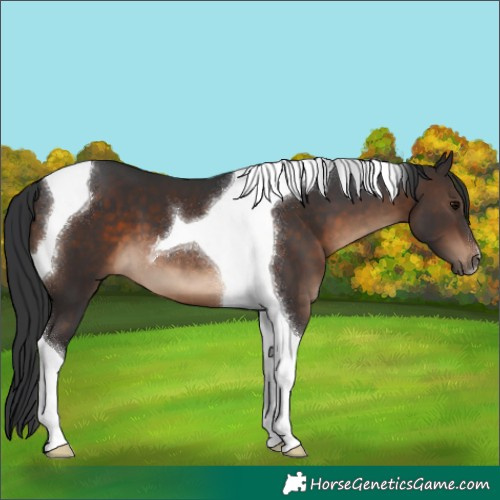 Horse Color:Brown Tobiano 