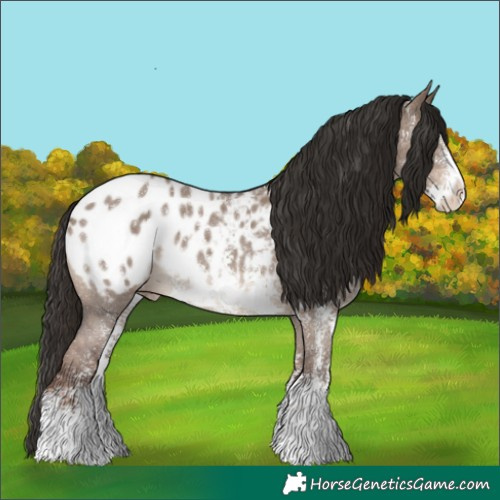 Horse Color:Liver Red Dun Sabino Appaloosa