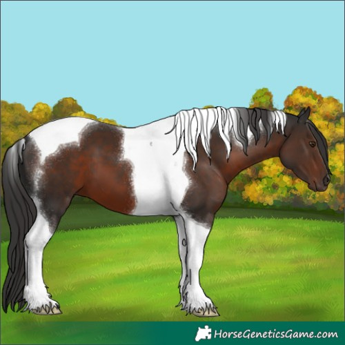 Horse Color:Liver Chestnut Tobiano 
