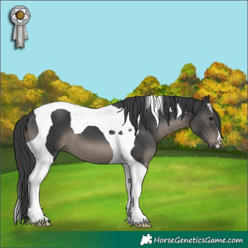 Horse Color:Black Tobiano