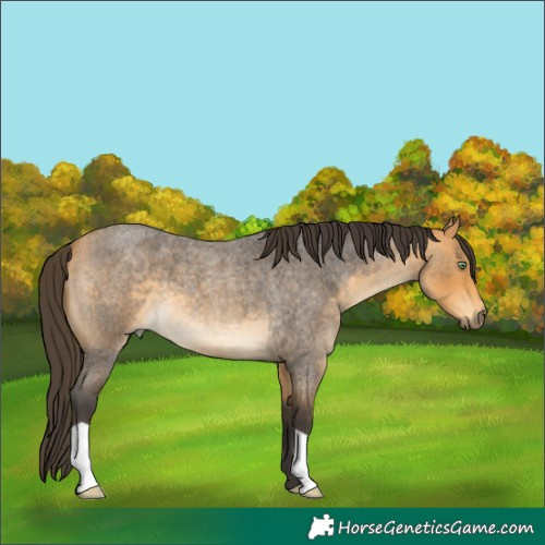 Horse Color:Buckskin Roan 