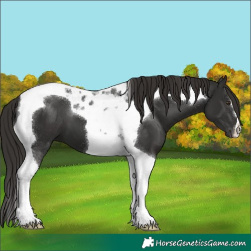 Horse Color:Liver Chestnut Tobiano 