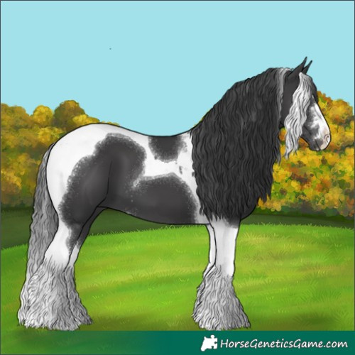 Horse Color:Black Tobiano 