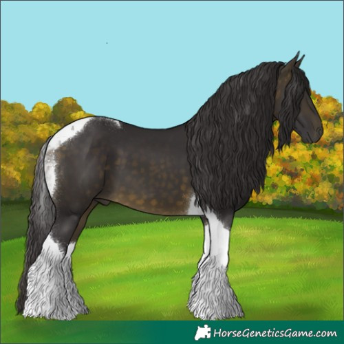 Horse Color:Buckskin Tobiano